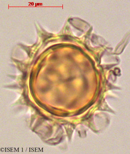 Verbesina arborea - lame n° 29080